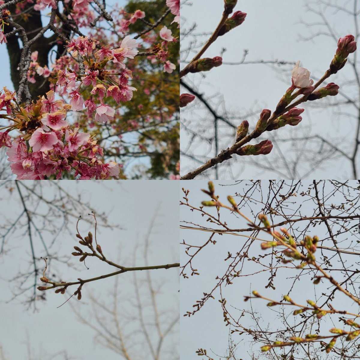 飛鳥山公園 櫻花