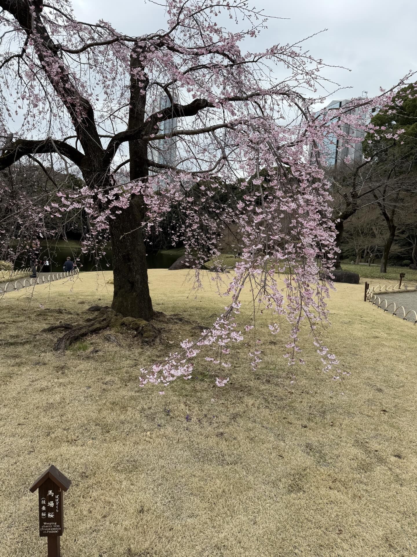 小石川後樂園 櫻花