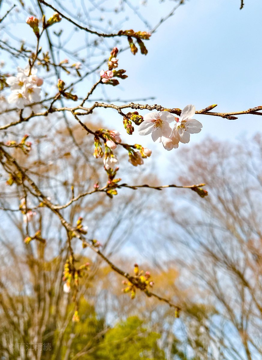 代代木公園 櫻花