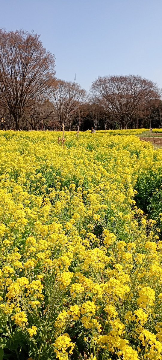 國營昭和紀念公園 櫻花