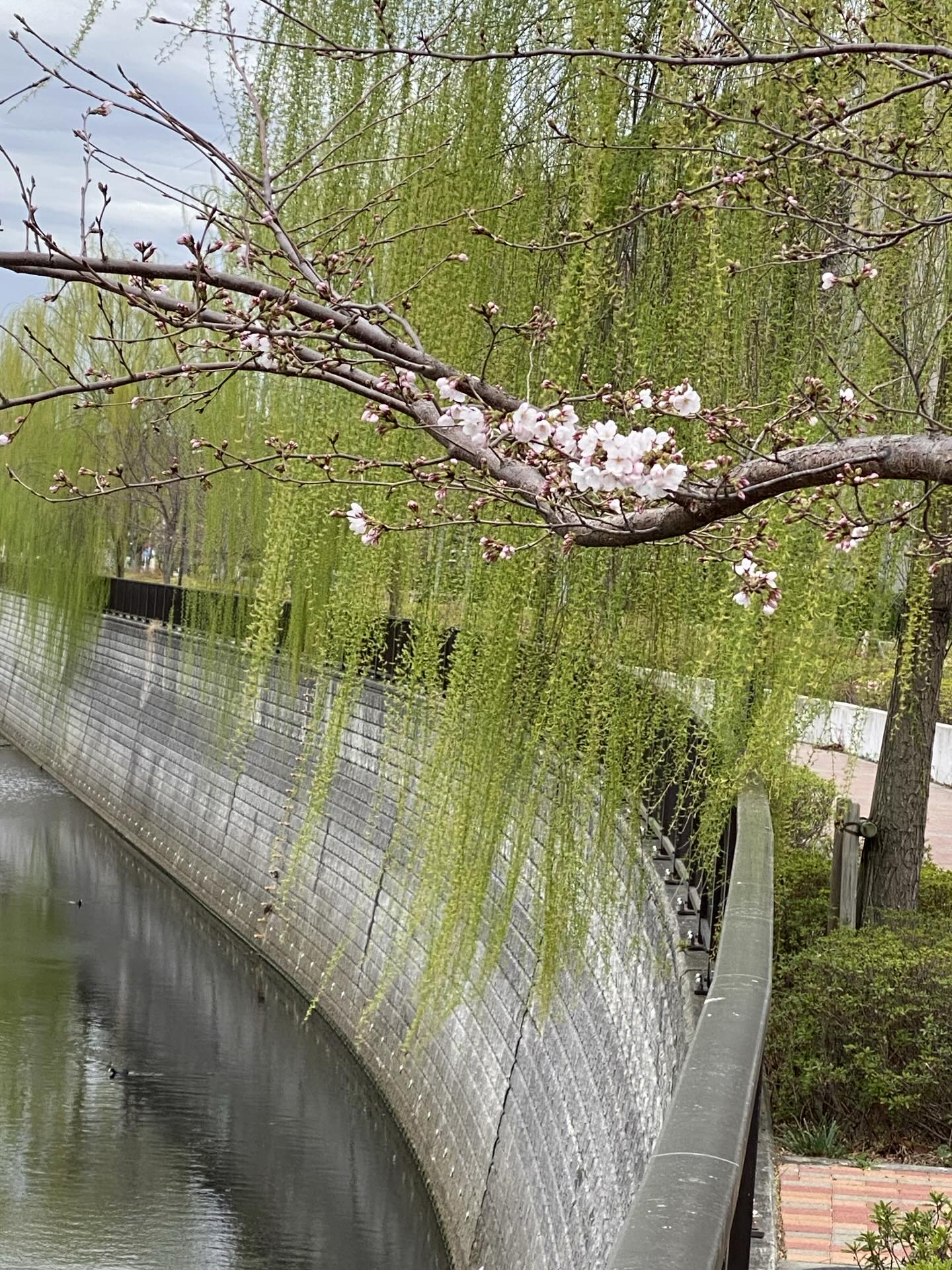 石神井川沿岸 櫻花