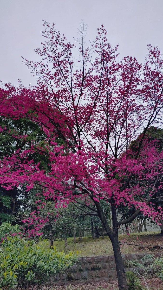 北之丸公園 櫻花