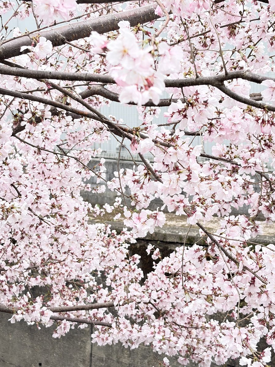 神田川沿岸 櫻花