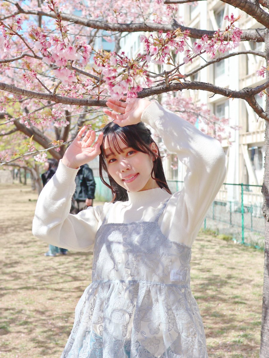 舊中川河津櫻 櫻花