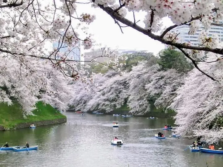 上野恩賜公園 櫻花