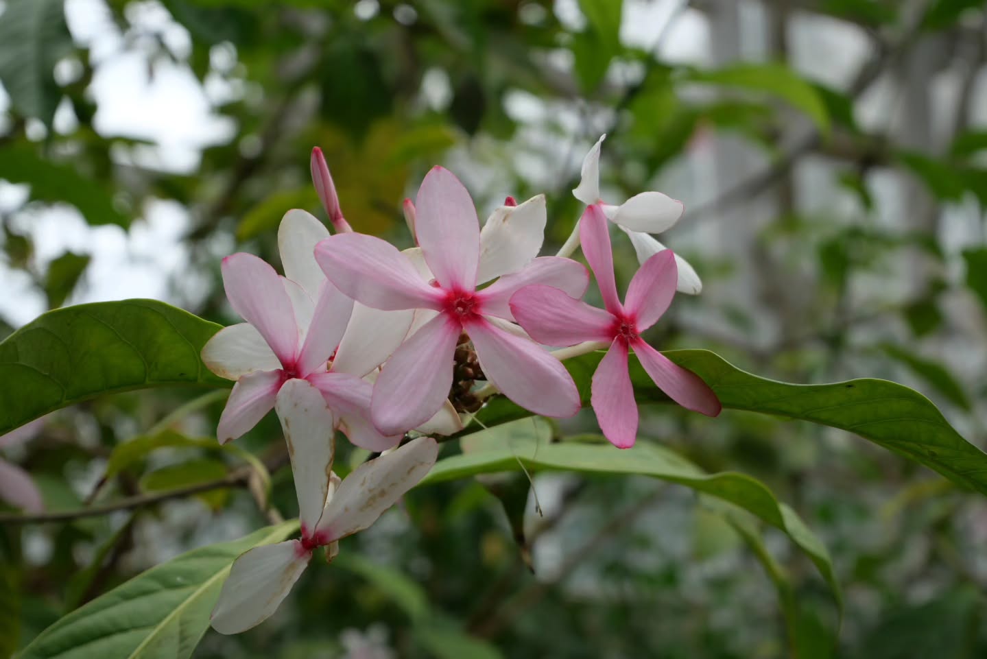 神代植物公園 櫻花