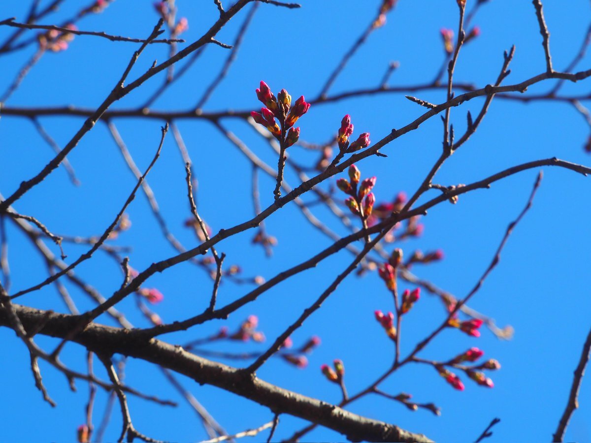 洗足池公園 櫻花