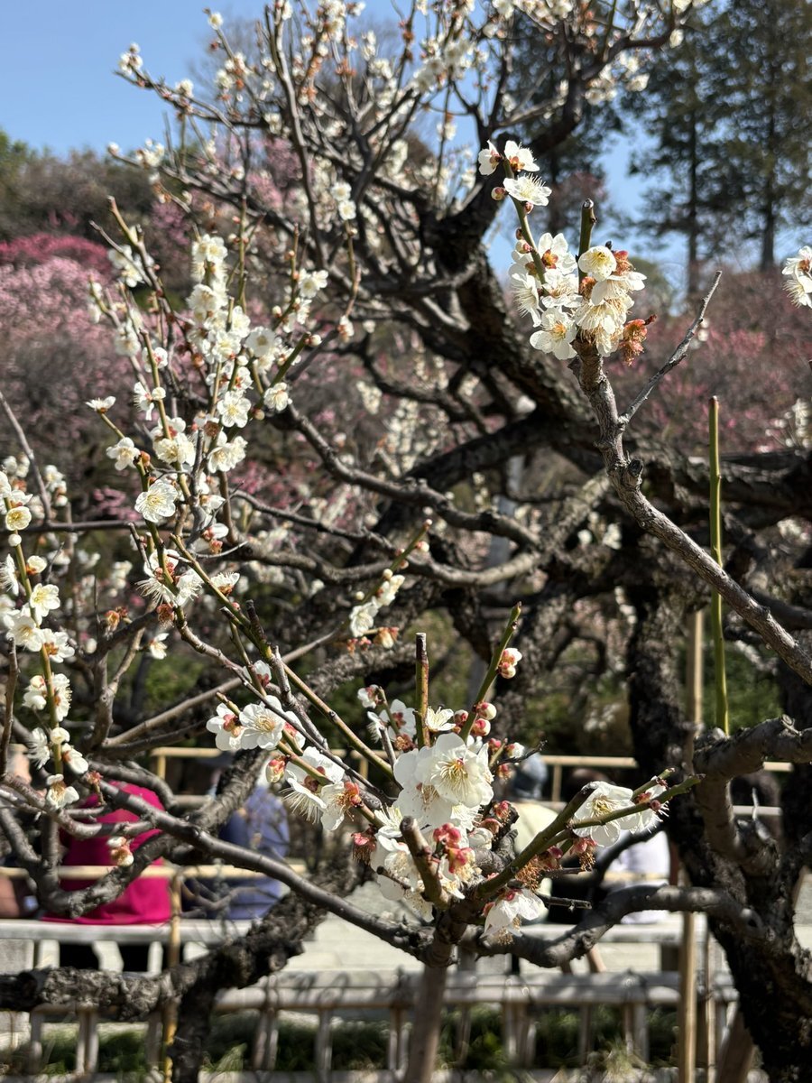 池上本門寺 櫻花