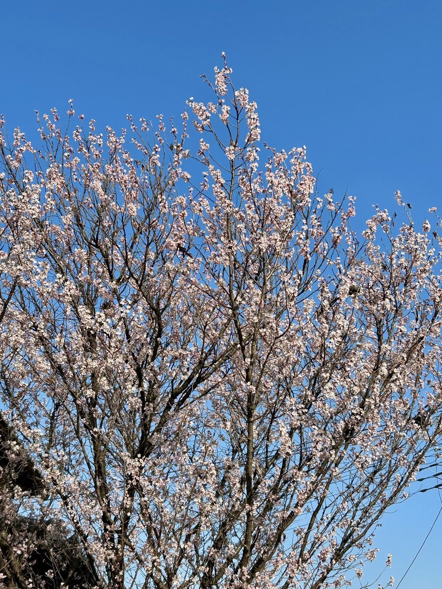 松陰神社 櫻花