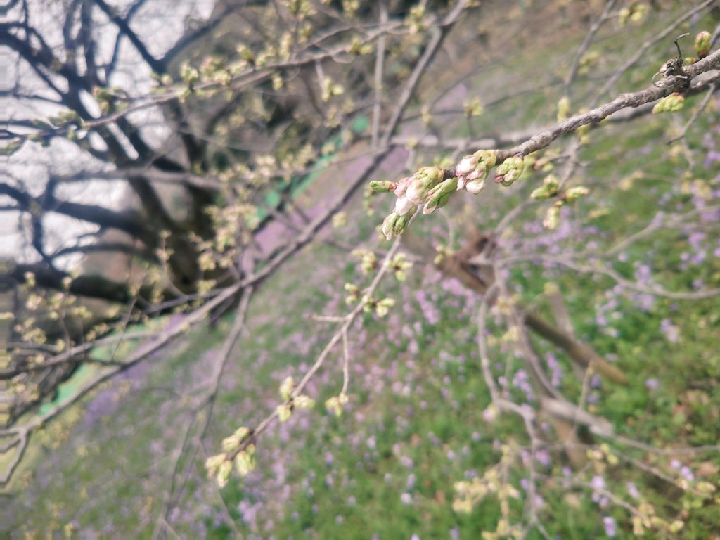 小金井公園 櫻花
