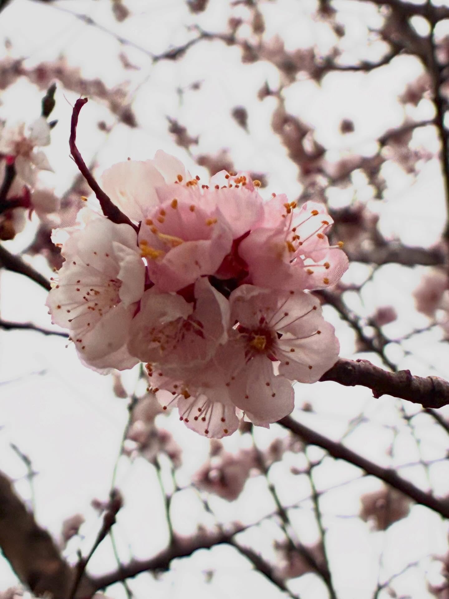 新倉山淺間公園 櫻花