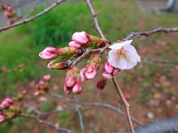 大宮公園 櫻花