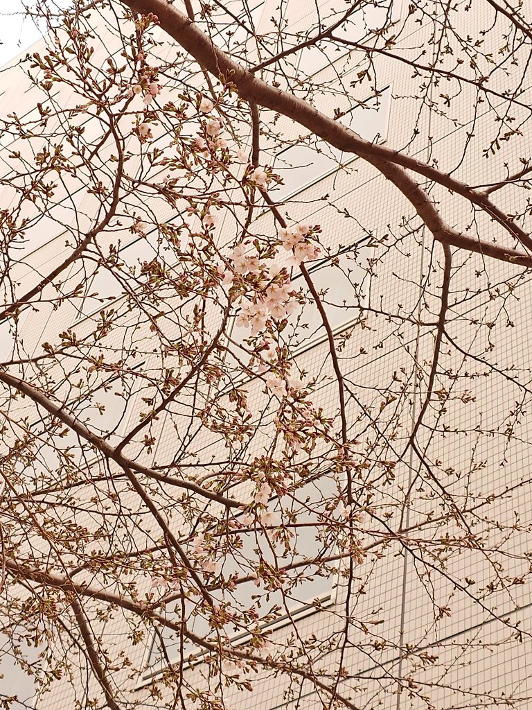 播磨坂櫻花道 櫻花